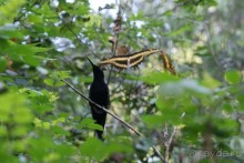 В Бразилию самостоятельно! Часть 1. Водопады Игуасу, парк птиц, Итайпу