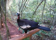 В Бразилию самостоятельно! Часть 1. Водопады Игуасу, парк птиц, Итайпу