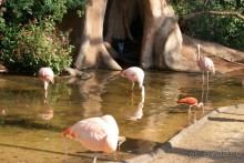 В Бразилию самостоятельно! Часть 1. Водопады Игуасу, парк птиц, Итайпу