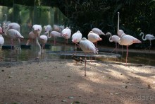 В Бразилию самостоятельно! Часть 1. Водопады Игуасу, парк птиц, Итайпу