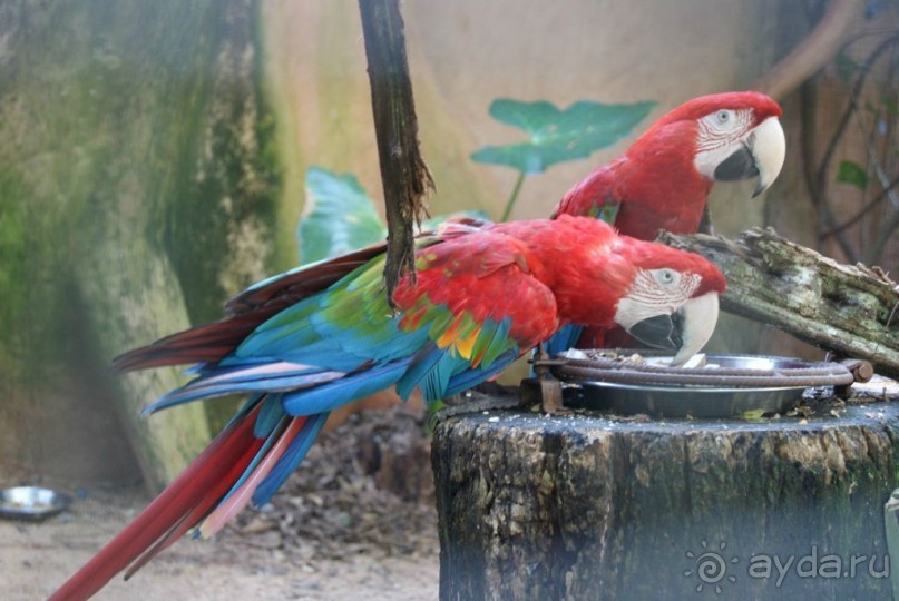 В Бразилию самостоятельно! Часть 1. Водопады Игуасу, парк птиц, Итайпу