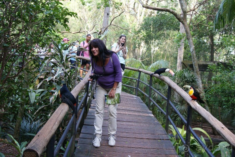 В Бразилию самостоятельно! Часть 1. Водопады Игуасу, парк птиц, Итайпу