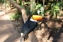 В Бразилию самостоятельно! Часть 1. Водопады Игуасу, парк птиц, Итайпу