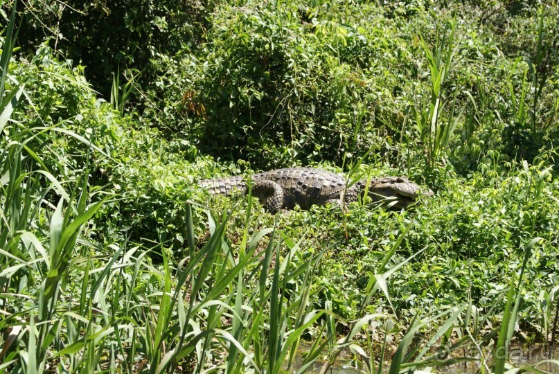 В Бразилию самостоятельно! Часть 1. Водопады Игуасу, парк птиц, Итайпу