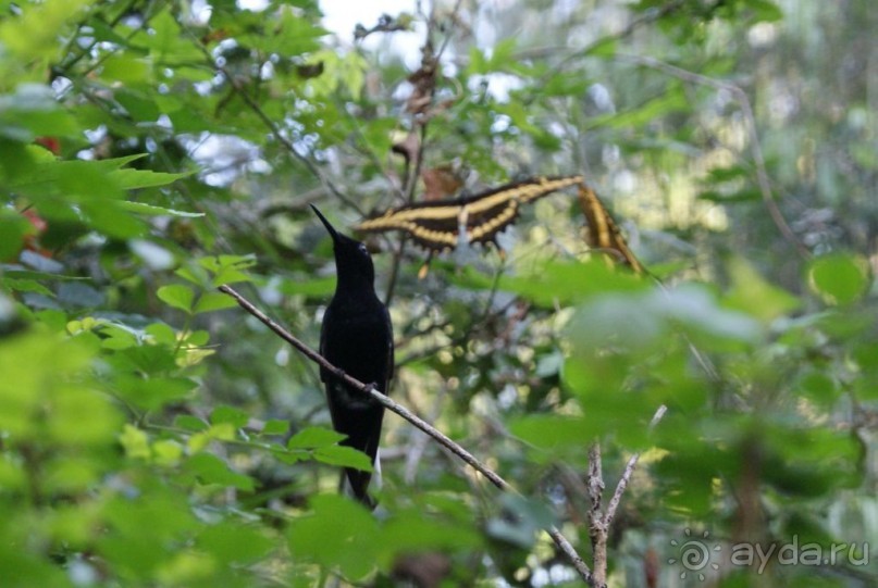 В Бразилию самостоятельно! Часть 1. Водопады Игуасу, парк птиц, Итайпу