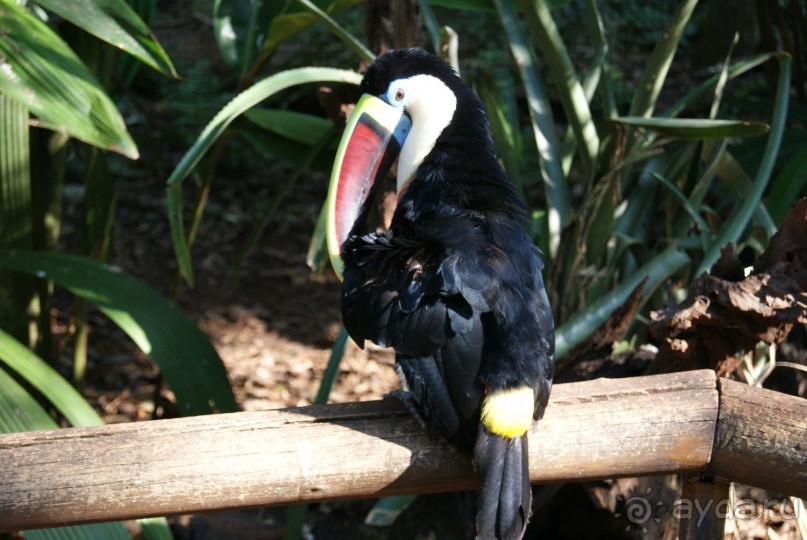 В Бразилию самостоятельно! Часть 1. Водопады Игуасу, парк птиц, Итайпу