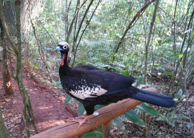 В Бразилию самостоятельно! Часть 1. Водопады Игуасу, парк птиц, Итайпу
