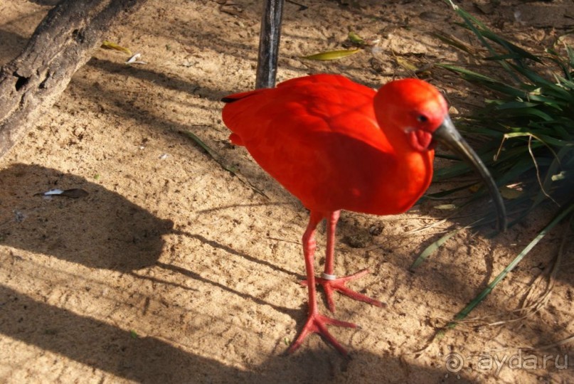 В Бразилию самостоятельно! Часть 1. Водопады Игуасу, парк птиц, Итайпу