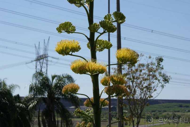 В Бразилию самостоятельно! Часть 1. Водопады Игуасу, парк птиц, Итайпу
