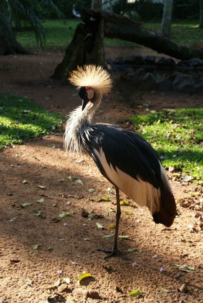 В Бразилию самостоятельно! Часть 1. Водопады Игуасу, парк птиц, Итайпу
