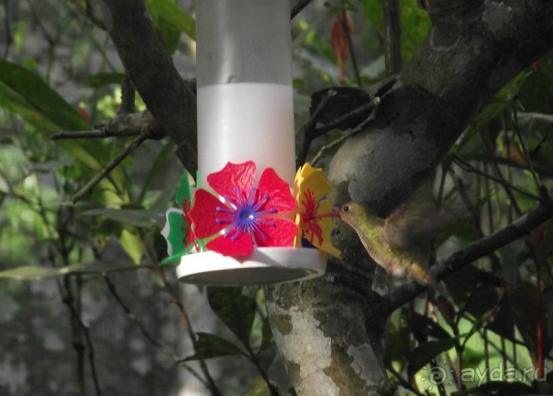 В Бразилию самостоятельно! Часть 1. Водопады Игуасу, парк птиц, Итайпу