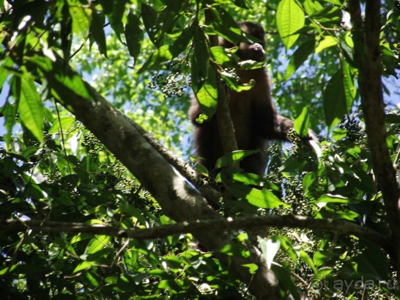 В Бразилию самостоятельно! Часть 1. Водопады Игуасу, парк птиц, Итайпу