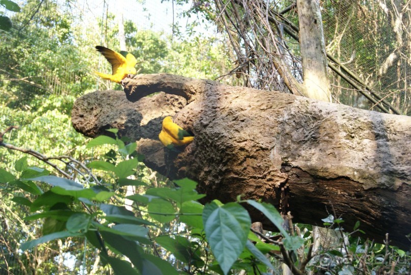 В Бразилию самостоятельно! Часть 1. Водопады Игуасу, парк птиц, Итайпу