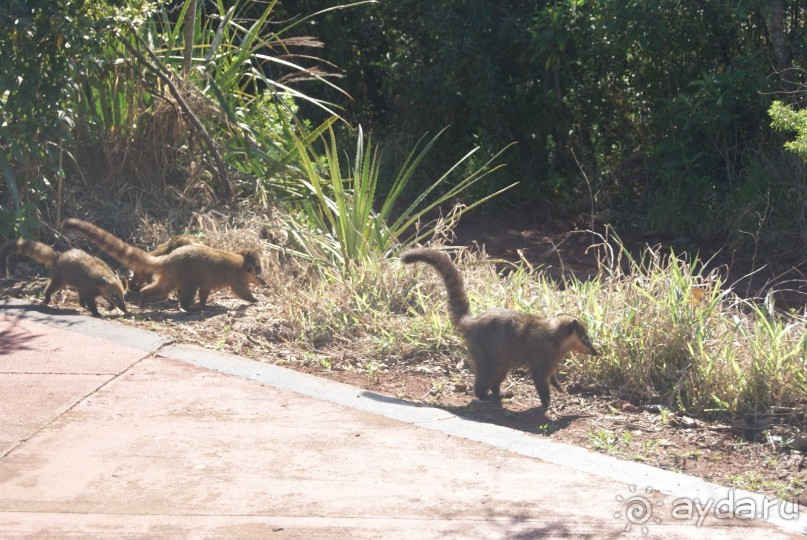 В Бразилию самостоятельно! Часть 1. Водопады Игуасу, парк птиц, Итайпу