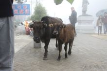 4 дня в Гонконге