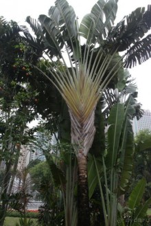 4 дня в Гонконге