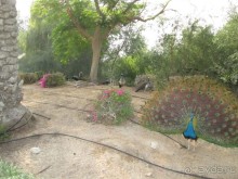 Великолепие- благодарность первому президенту ОАЭ !