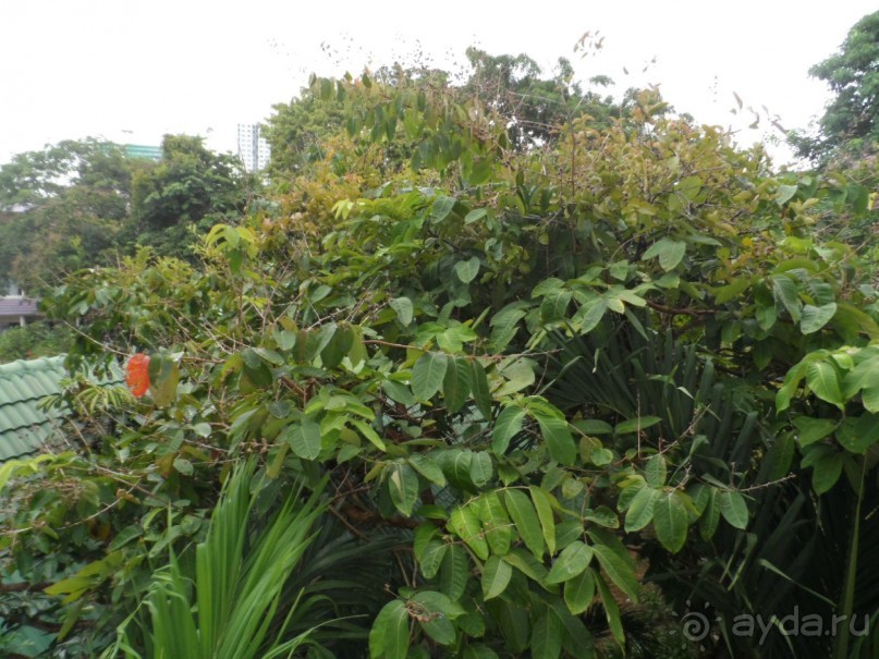 Крыша над головой