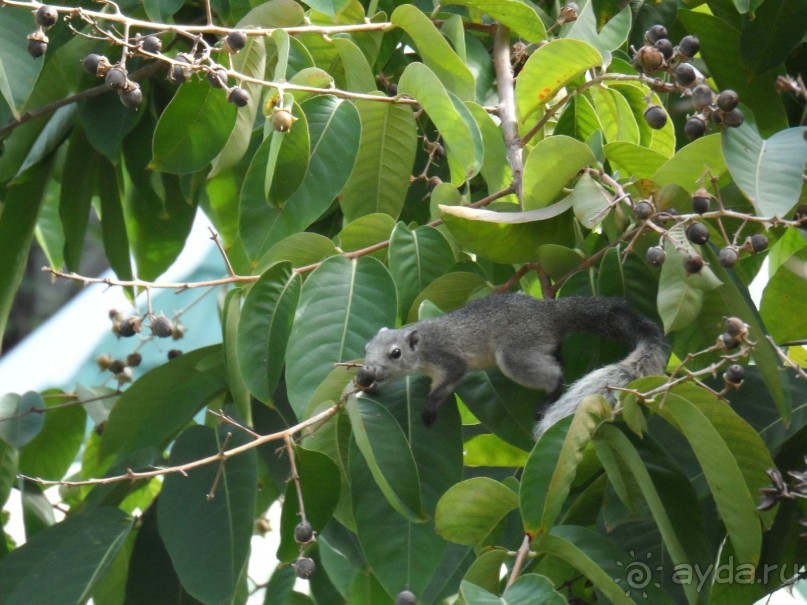 Крыша над головой