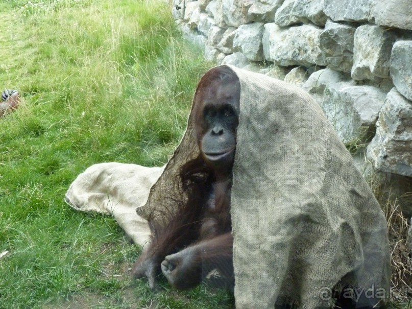 Зоопарк Вены