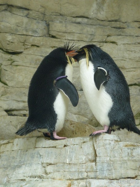 Зоопарк Вены