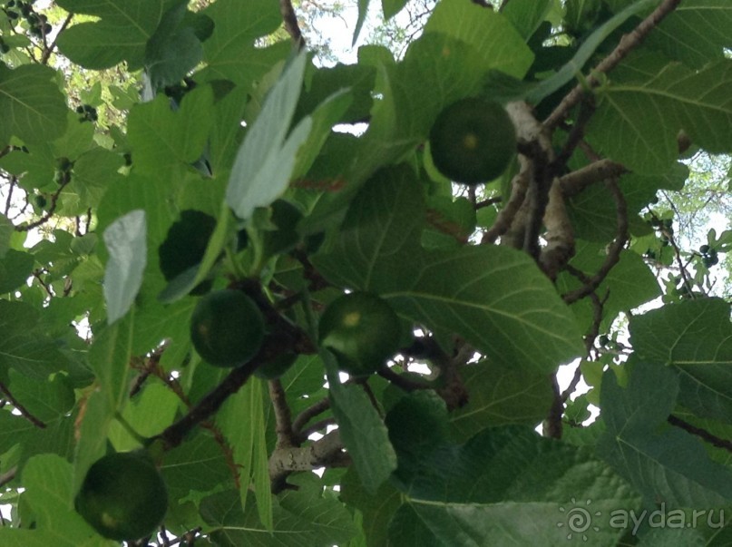 Отдохните в парке Сивильи