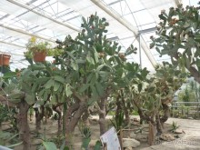 Альбом отзыва "Райский уголок Балчика"