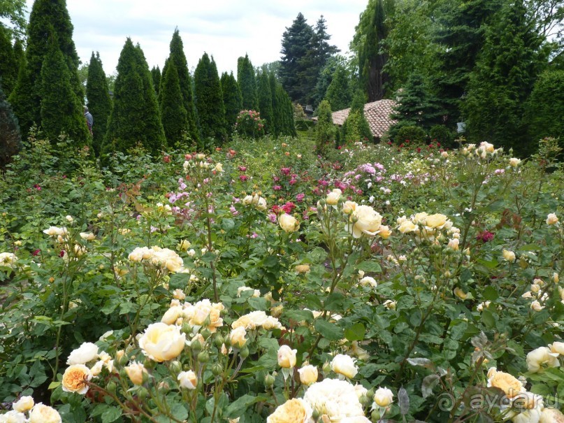 Альбом отзыва "Райский уголок Балчика"