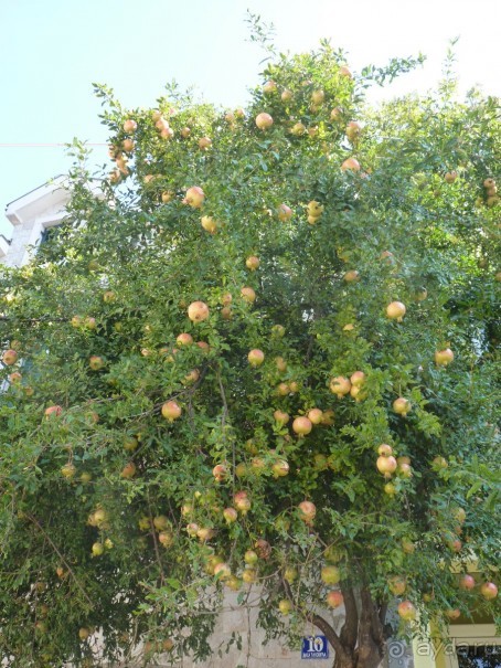 фото Герцег Нови