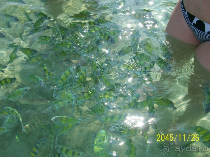 Альбом отзыва "отдых на острове коралл"