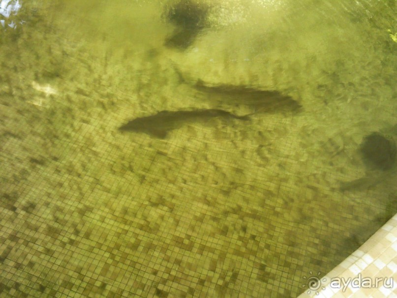 Ехать или не ехать в "Кубань"