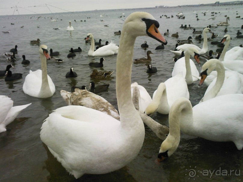 Ехать или не ехать в "Кубань"