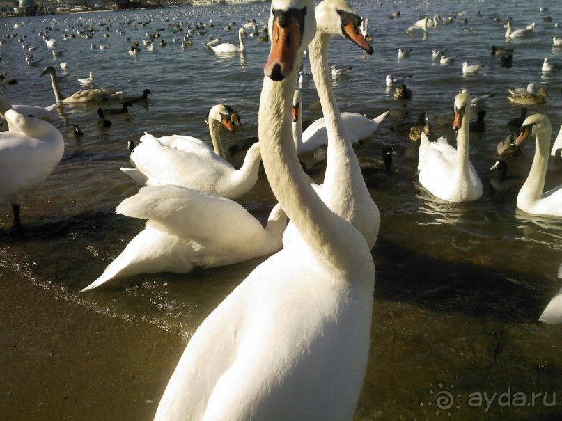 Ехать или не ехать в "Кубань"