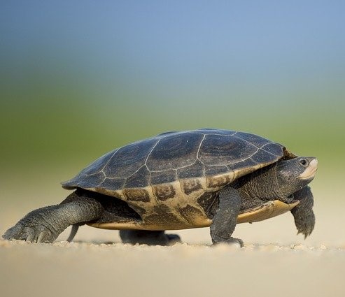 В Анталию идет летнее тепло, на опустевшие от туристов пляжи пришли черепахи откладывать яйца