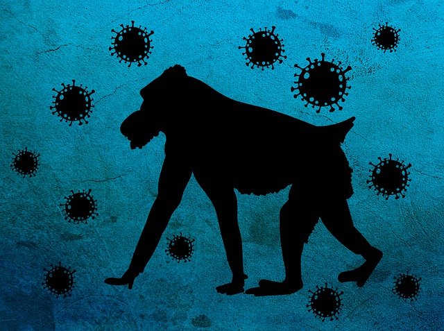 Оспа обезьян стремительно распространяется по Европе