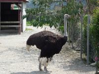 Страусиная ферма «Три Софии»