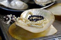 Жемчужная ферма Накха