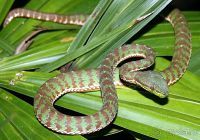 Змеиная ферма