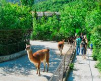 Ялтинский зоопарк "Сказка"