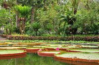 Ботанический сад Тенерифе