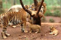 Тропический парк дикой природы