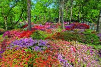 Рододендроновый парк