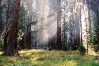 Национальный парк Секвойя