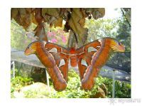 Сад бабочек и музей насекомых