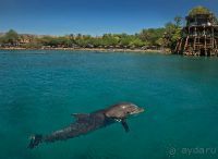 Дельфиний риф