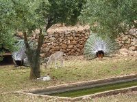 Каменный парк Аскос