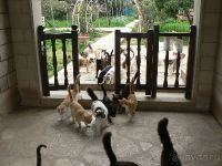 "Кошачий" монастырь святого Николая