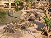 Заповедник крокодилов