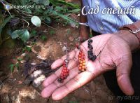 Сады специй, Канди