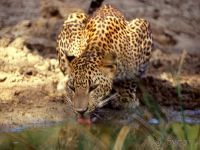 Заповедник Ялла